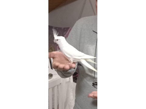 Sevimli kırmızı göz albino sultan papağanı yavrusu