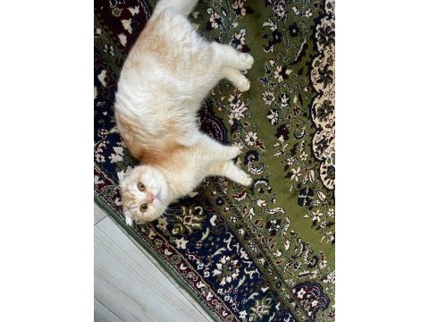 Yakışıklı scottish fold oğluma eş adayı arıyorum