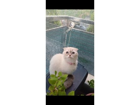 3 yaşında scottish fold dişi