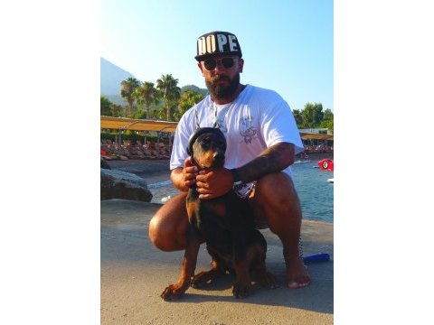 A clas fcı kıf şecereli doberman son yavru