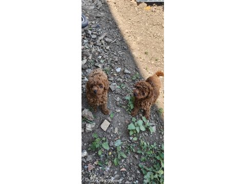 Sağlıklı poodle bebekler
