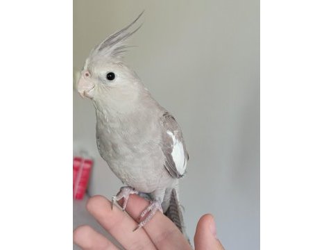 6 aylık erkek sultan papağanı