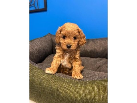 Babyface ırk garantili maltipoo bebeklerimiz