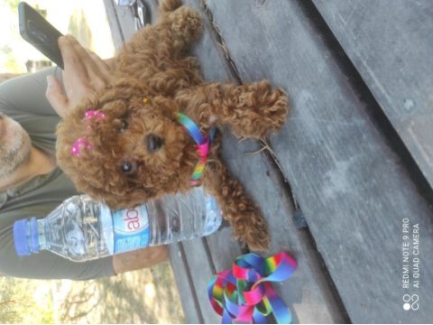 Show güzellikte kore poodle kızım 800 gram