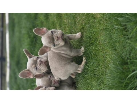 Renkli gözlü ev ortamında bakılan french bulldog yavrularım