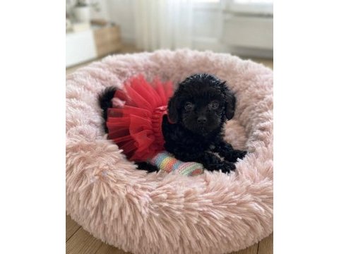 Çok uyguna teacup minik köpekler