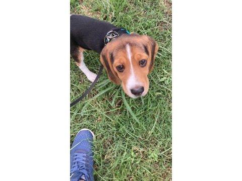 4 aylık beagle kızım