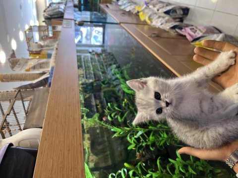 3 aylık british shorthair silver