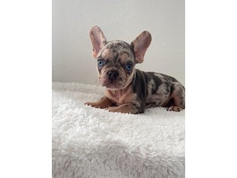 Ev bakımı french bulldog yavrularım