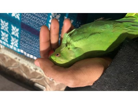 Pakistan papağanı yavru