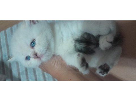 British shorthair beyaz yavru