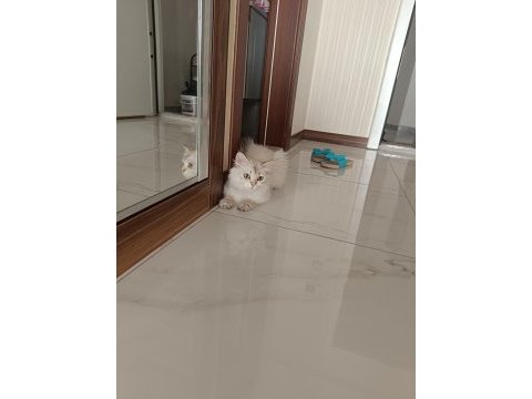 Britsh longhair 1 yaşında kedimiz