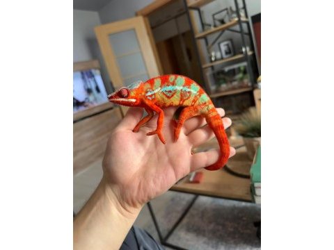 Panter bukalemun