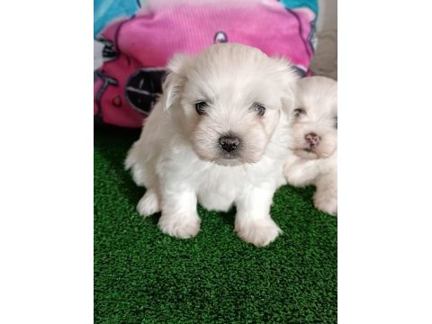 2 aylık maltese terrier