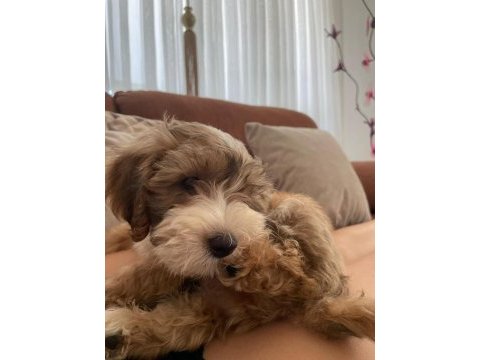 Morkie cinsi cokie yavrumuzu sahiplendiriyoruz