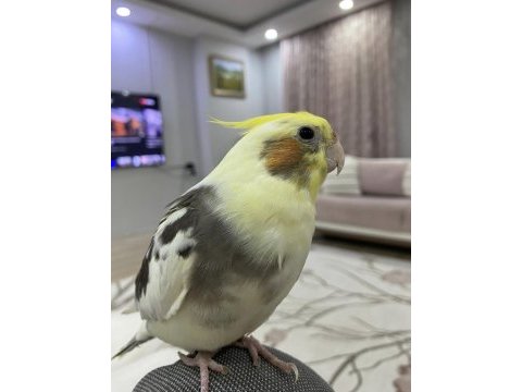 Full evcil ele kola alışık sultan papağanı