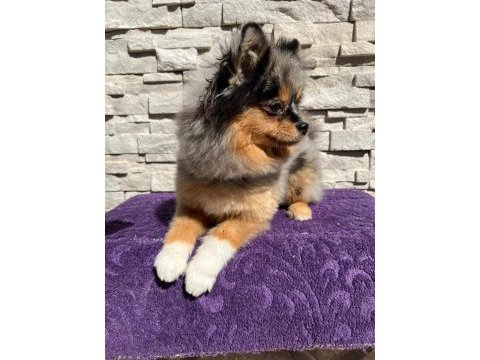 Pomeranian boo köpekleri