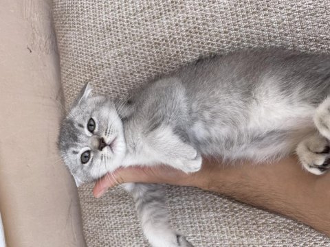 British shorthair