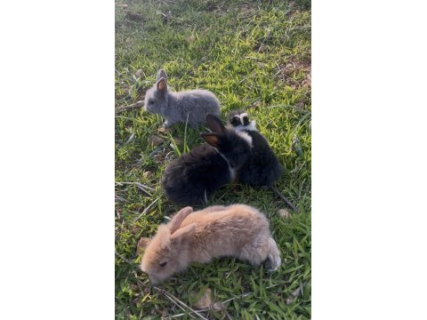 Hollanda lop tavşan yavruları