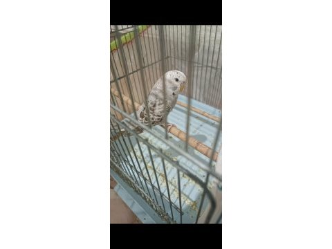 Eşe atılmaya hazır 6 aylık iri dişi muhabbet kuşu