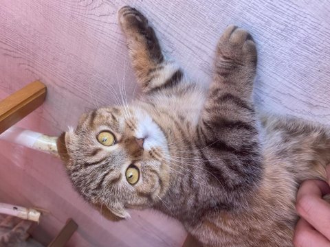 10 aylık dişi scottish fold