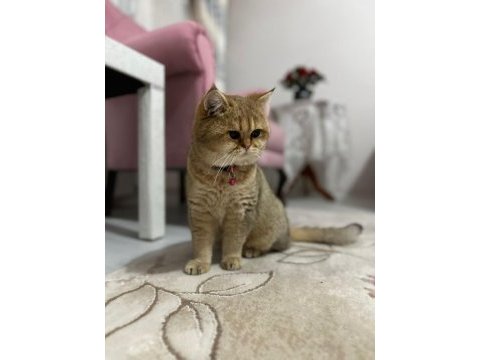 Acil golden british shorthair acil yazın görüşelim