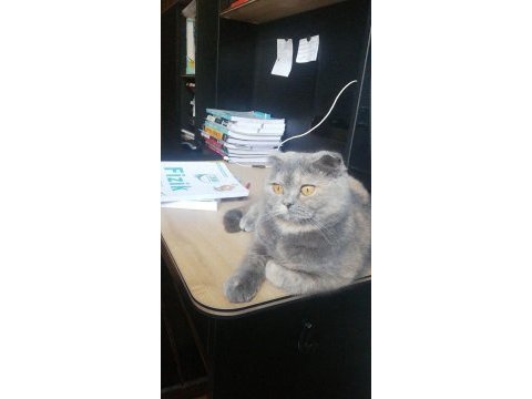 Scottish fold güzeller güzeli kızım