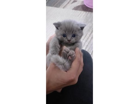 British longhair kediler 2 aylıklar