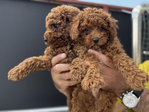 Ankaranın en seçkin toy poodle yavruları
