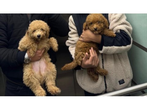 Sevimli poodle köpekler