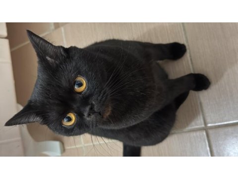 British shorthair kedilerimizi sahiplendiriyoruz