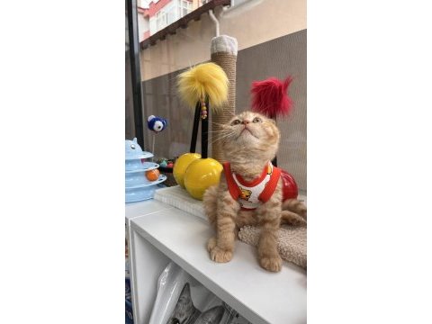 Oyuncu scottish fold kedilerim 3 aylıklar
