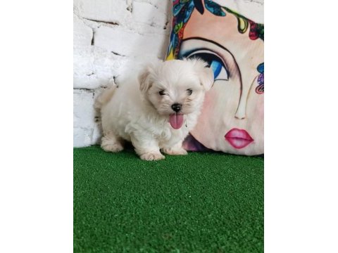 Maltese terrier minik dostlar
