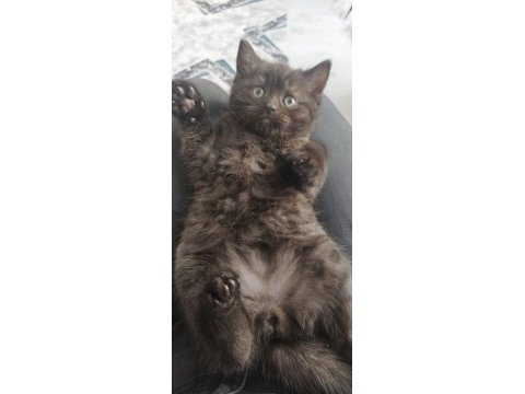 Dark chocolate british shorthair yavrular