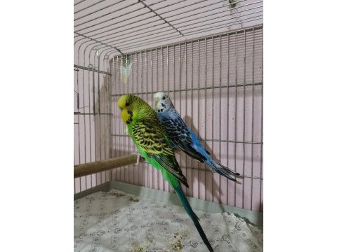 İki takım hazır muhabbet kuşu