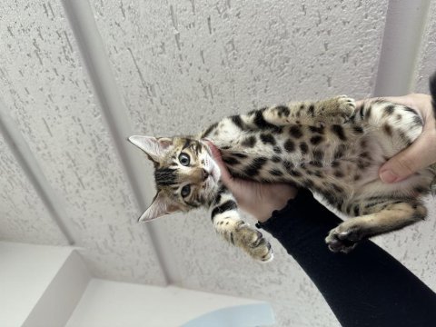 Brown bengal yavruları ozyfelines