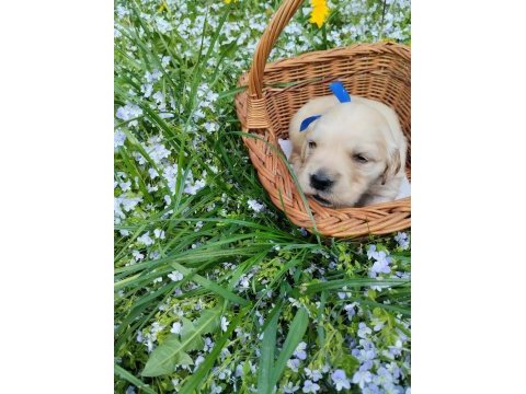 Golden retriever gelip görerek alabilirsiniz