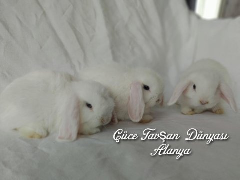 Beyaz mavi gözlü cüce lop/minilop tavşan bebeklerimiz
