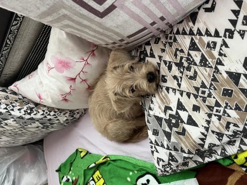 Dişi maltipoo
