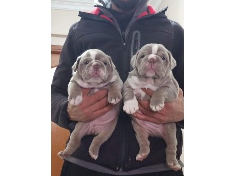 Sitenin en güzel ingiliz bulldog bebekleri