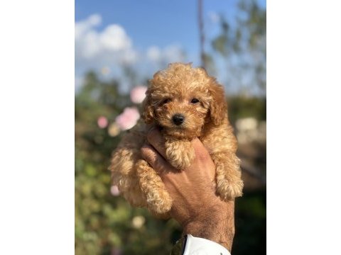 Teacup boy red brown poodle köpekler