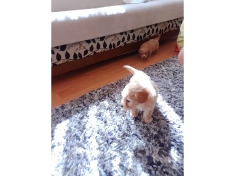Minik maltipoo köpekler