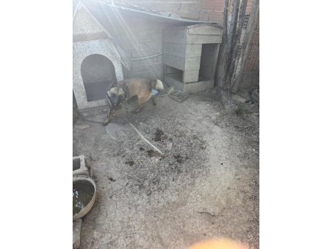Belçika kurdu köpeğimiz
