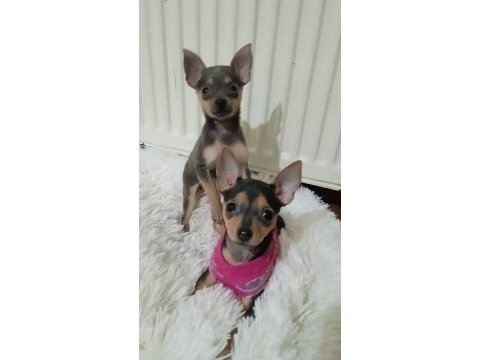 4 aylık minyatür pinscher