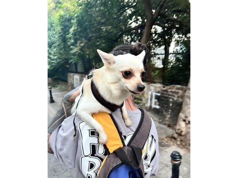 Ücretsiz sahiplendirme chihuahua
