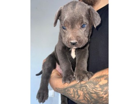 Minik cane corso devler yeni ailelerini bekliyor