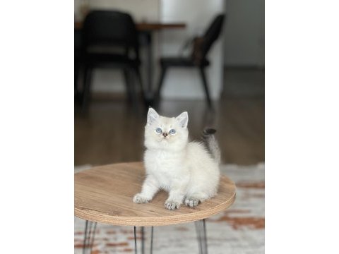 Evinizin neşesi mavi göz british shorthair bebek