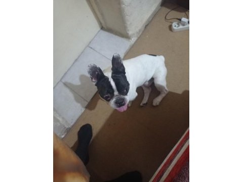 Fransız bulldog