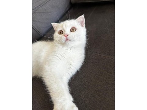 Evcil british longhair