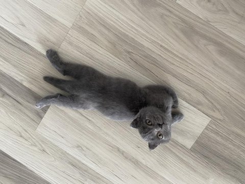 Ücretsiz 3,5 aylık scottish fold yavrumuza yuva arıyoruz